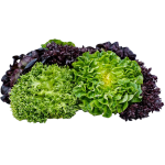 Vegetables