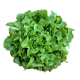 Salanova Mix Oak Leaf